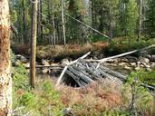 dam-blocking-stream-rapids-forest-950719.jpg