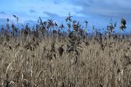 weeds-field-nature-crop-farm-1149809.jpg