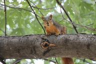 squirrel-rodent-tree-animal-nature-387759.jpg