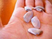 shell-sea-hand-marine-beach-878376.jpg