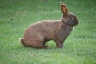 bunny-rabbit-pet-animal-1427001.jpg