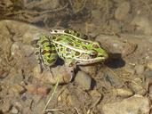 frog-leopard-frog-amphibian-pond-406239.jpg