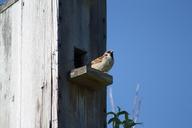 spring-nature-birdhouse-sparrow-179564.jpg