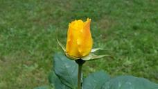 yellow-rose-from-garden-1558404.jpg