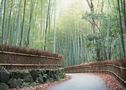 bamboo-grove-at-Arashiyama-Kyoto-Japan.jpg