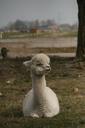 alpaca-sweet-animal-netherlands-676229.jpg