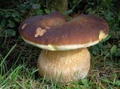 forest-fungus-nature-mushrooms-668090.jpg