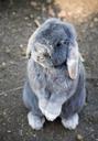 bunny-rabbit-animal-pet-cute-1276628.jpg