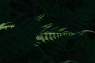 fern-green-leaf-fern-plant-forest-1698915.jpg