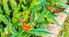 monarch-butterfly-flower-328620.jpg