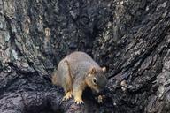 squirrel-mammals-rodent-animal-347257.jpg