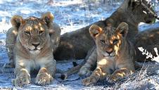 lion-etosha-namibia-africa-safari-1305802.jpg