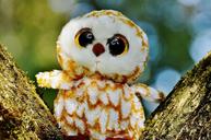 barn-owl-bird-feather-glitter-eyes-853459.jpg