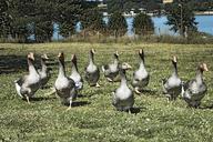 geese-birds-animals-domestic-farm-840193.jpg