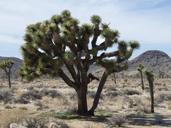 joshua-tree-national-park-986432.jpg