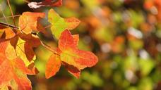 autumn-leaves-autumn-leaves-938764.jpg