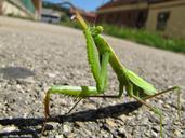 praying-mantis-animal-street-insect-180344.jpg