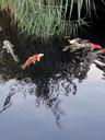 koi-fish-garden-pond-1678049.jpg