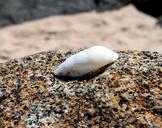 shell-sea-shell-stone-beach-621729.jpg