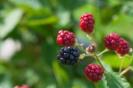 blackberries-ripe-immature-1425720.jpg