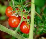 tomatoes-cherry-tomatoes-cocktail-185405.jpg