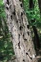 acacia-bark-black-locust-logs-87529.jpg