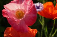 wildflowers-poppies-flowers-bloom-1499403.jpg