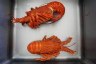 crayfish-cooked-sink-shellfish-1216717.jpg