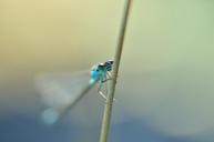 dragonfly-azure-bridesmaid-insect-540838.jpg