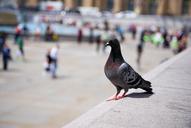 pigeon-feathers-wildlife-bird-372336.jpg