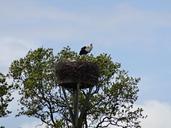 stork-nature-landscape-warmond-299020.jpg