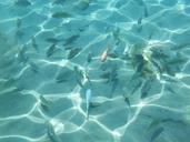 underwater-fish-nature-water-1017201.jpg