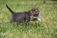 kitten-cat-feline-pet-animal-gata-487641.jpg