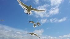 seagulls-gull-birds-sky-flight-439118.jpg