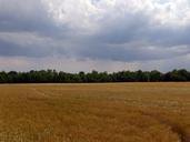 summer-field-cereals-cornfield-372904.jpg