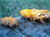 nature-fungi-blue-644710.jpg