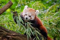 Red Panda (29663227431).jpg