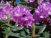 rhododendron-with-hummel-pink-350979.jpg