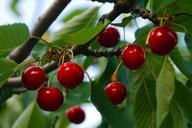 cherries-fruit-food-leaves-cherry-808449.jpg