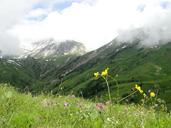 alpine-landscape-mountain-flower-668306.jpg