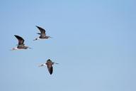 threesome-birds-flight-sky-952890.jpg