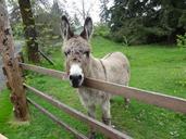 donkey-braying-animal-mule-1582286.jpg