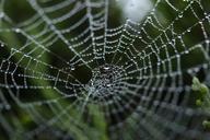 spider-web-cobweb-insect-nature-1030877.jpg