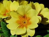 primrose-flower-blossom-bloom-357541.jpg