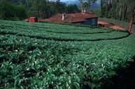 tea-leaves-tea-garden-south-india-456242.jpg