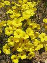 flax-weed-yellow-flowers-wild-928071.jpg