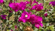 purple-flowers-purple-flowers-175710.jpg