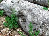 driftwood-coast-tree-1428225.jpg