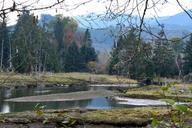 lillywaup-estuary-hood-canal-1006063.jpg