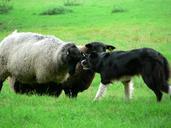 Sheep and sheep dog on field.jpg